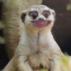 Meet your Posher, Jill